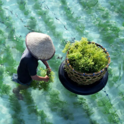 ACIC-2023-Algas-Company-1x1