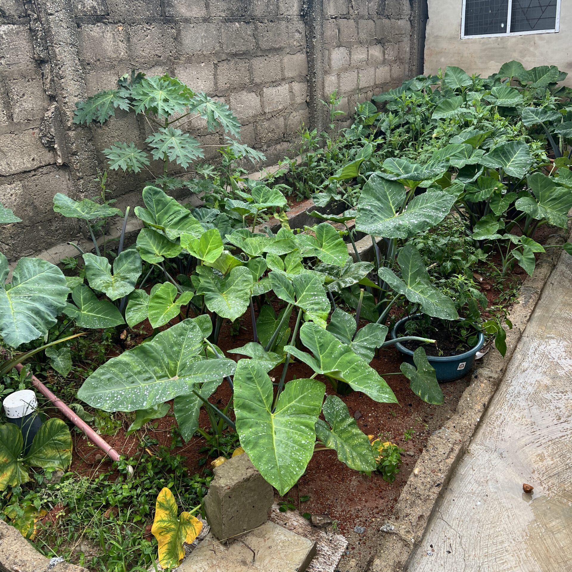 GHA-002 - Plants