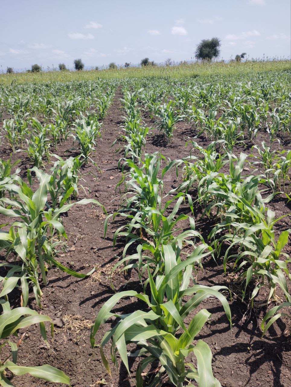 photo_2024-10-16_11-54-24sheraro