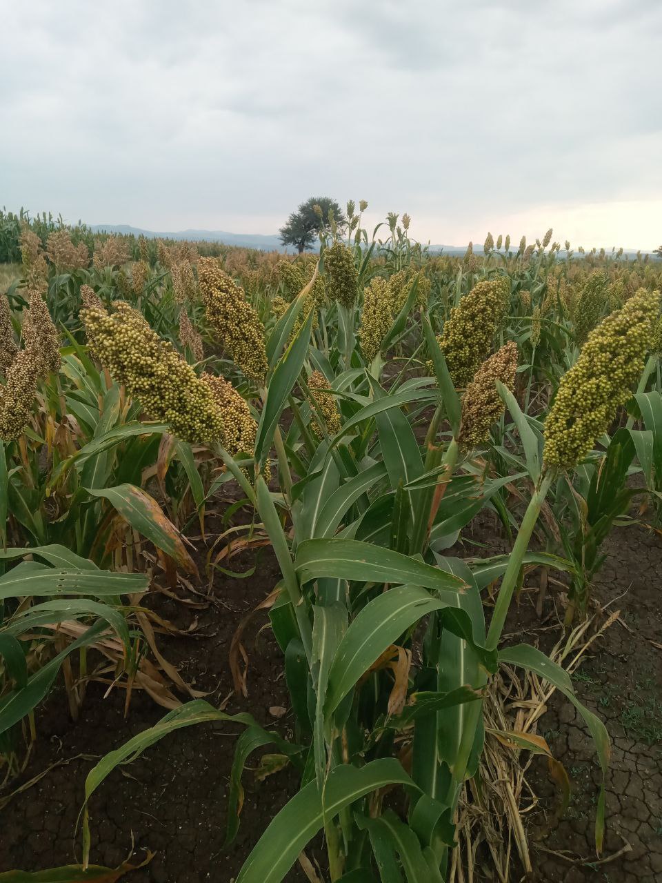 sorghum mieso1