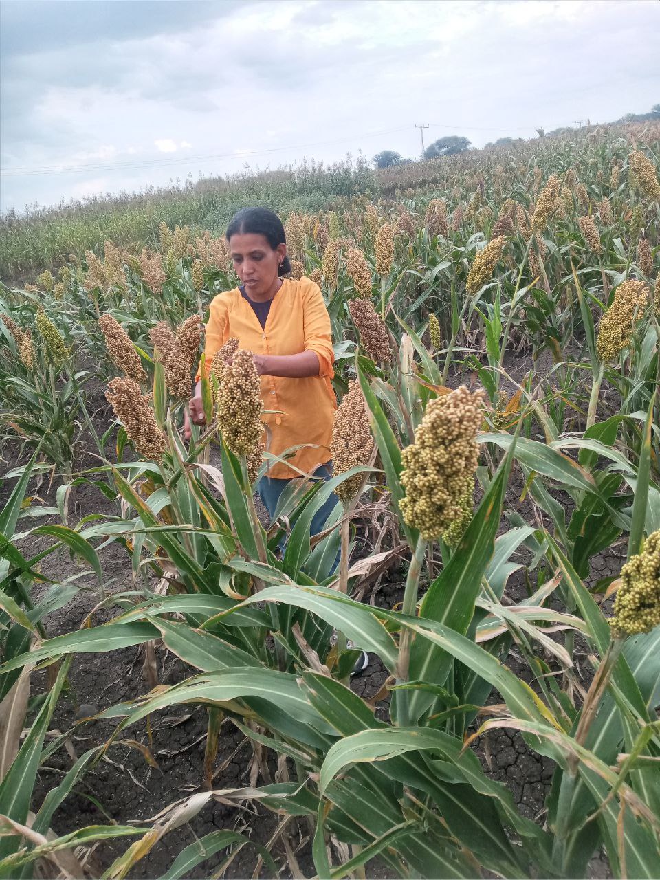 sorghum mieso4